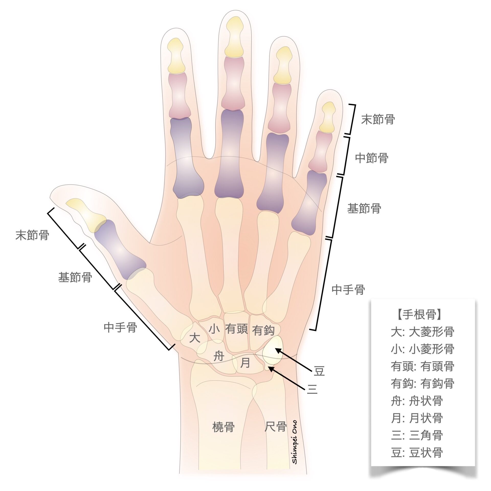 THE HAND 第4版（洋書）｜手外科・整形外科・形成外科｜解剖学・診断・検査 THE HAND 第4版（洋書）｜手外科・整形外科・形成外科｜解剖学・