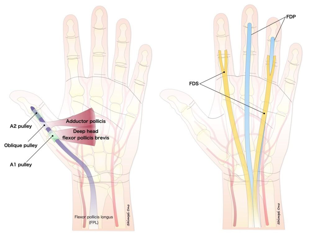 診療tips 解剖 手指の腱