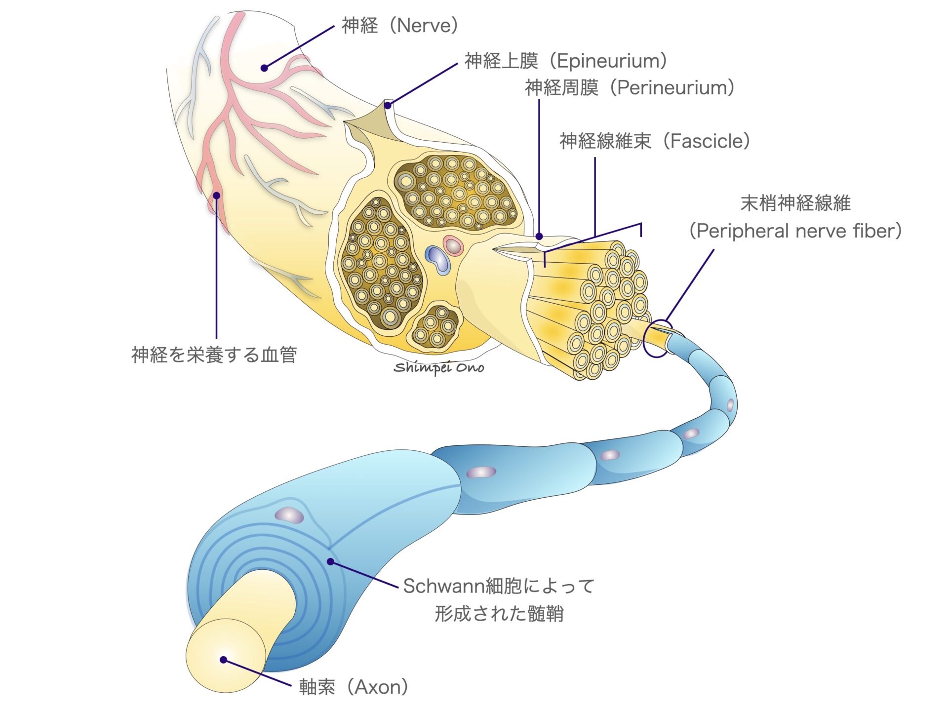 【診療Tips】解剖:手指の神経 - マイナー外科・救急