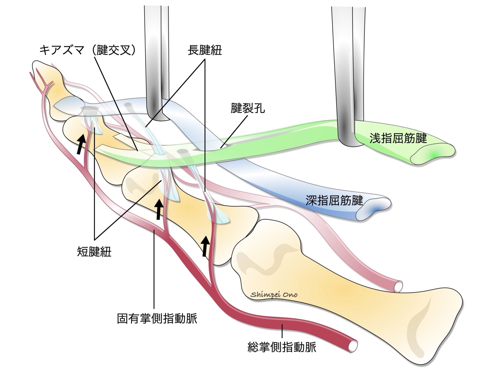 【診療tips】解剖：手指の腱