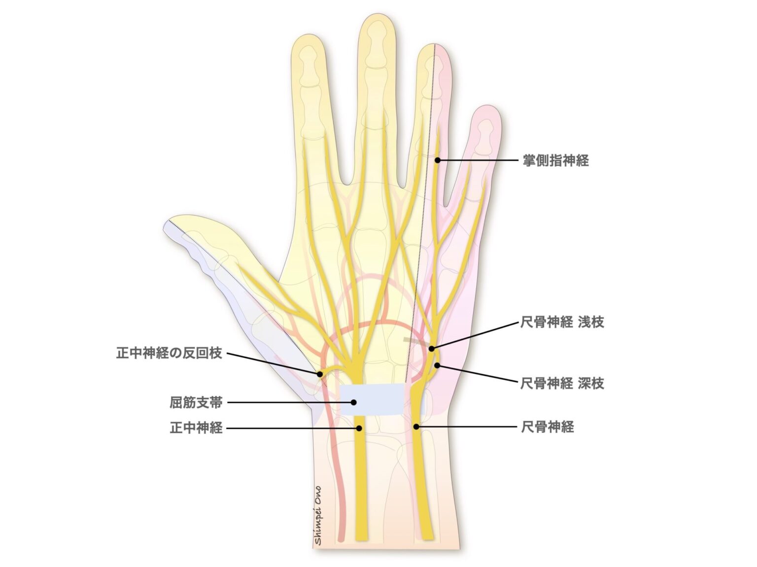 【診療Tips】解剖：手指の神経